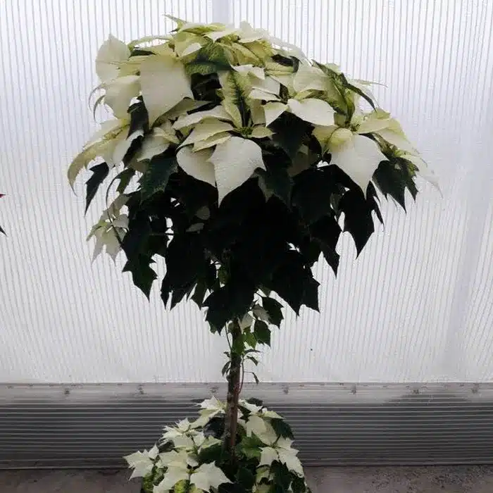 alberello-bianco-di-natale-floricoltura-buriani
