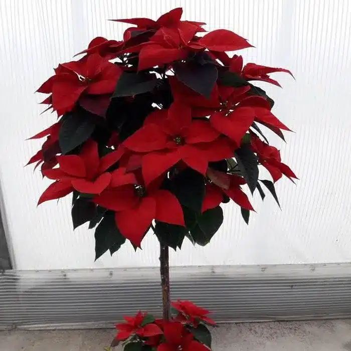 alberello-rosso-di-natale-floricoltura-buriani