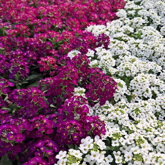 alisso-floricoltura-buriani