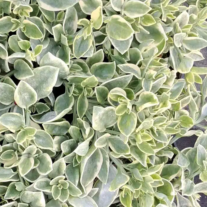 aptenia-floricoltura-buriani