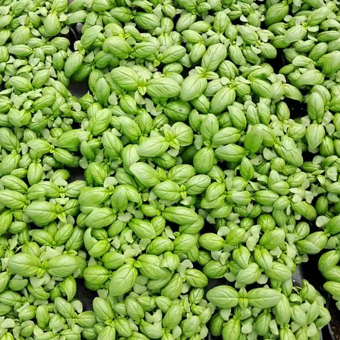 basilico-floricoltura-buriani