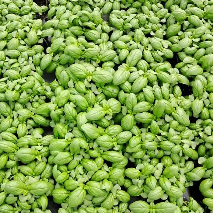 basilico-floricoltura-buriani