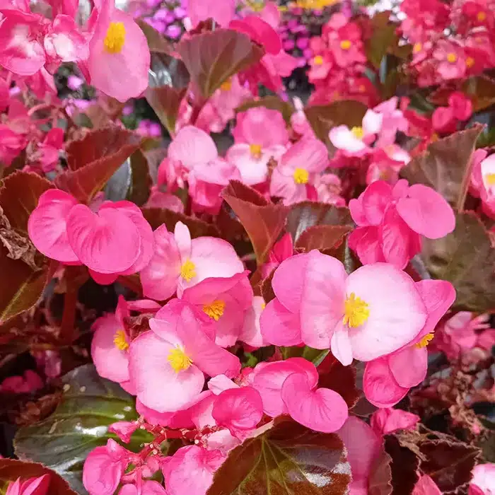 begonia-floricoltura-buriani