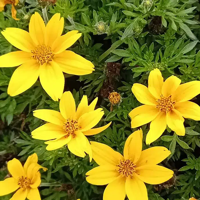 bidens-floricoltura-buriani