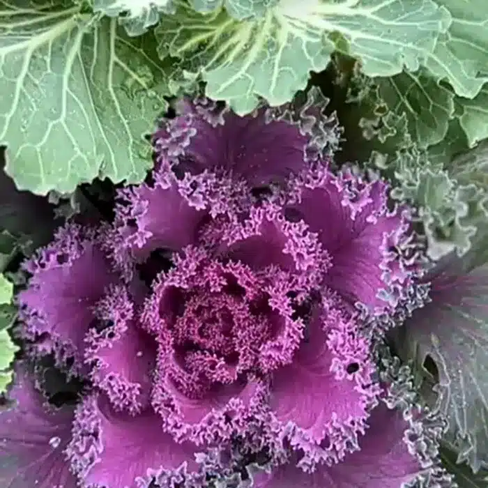 brassiche-ornamentali-buriani