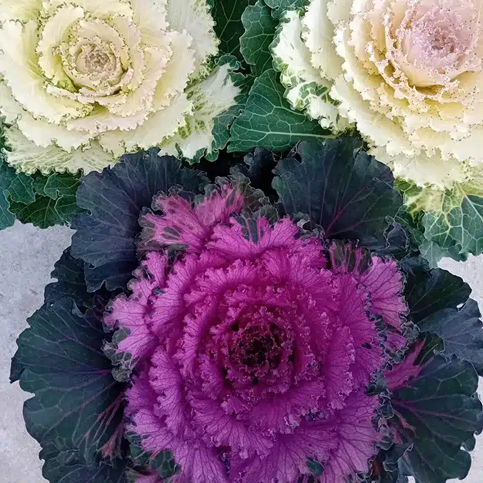 brassiche-ornamentali-buriani