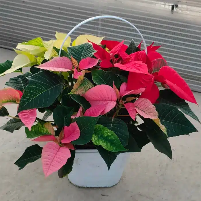 cestino-stelle-di-natale-floricoltura-buriani