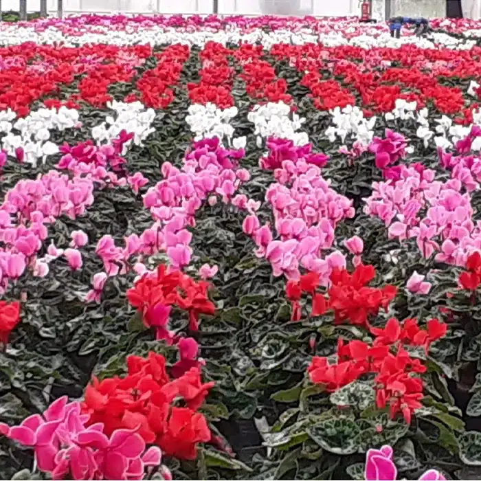 ciclamini-floricoltura-buriani