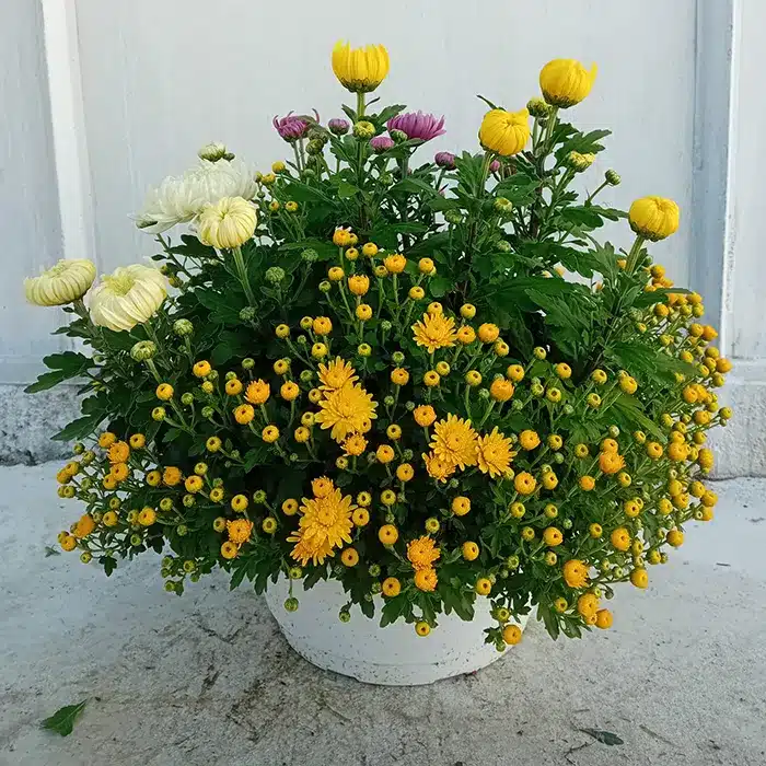 ciotola-dm-30-crisantemi