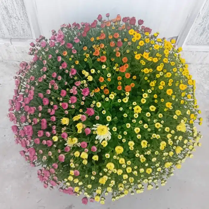 ciotola-dm-40-crisantemi