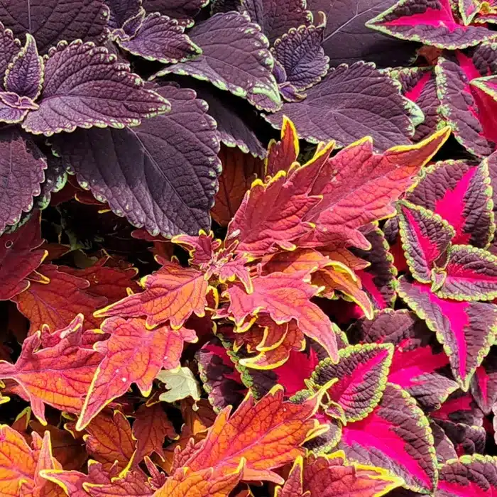 coleus-da-talea-floricoltura-buriani