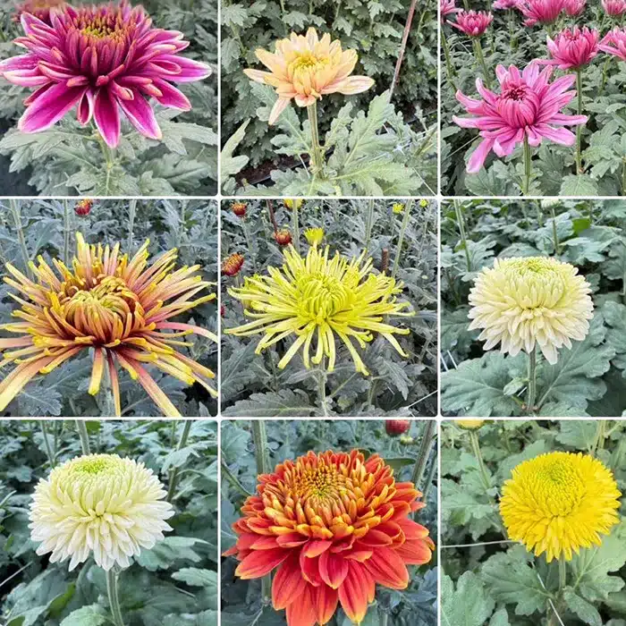 crisantemi-recisi-buriani