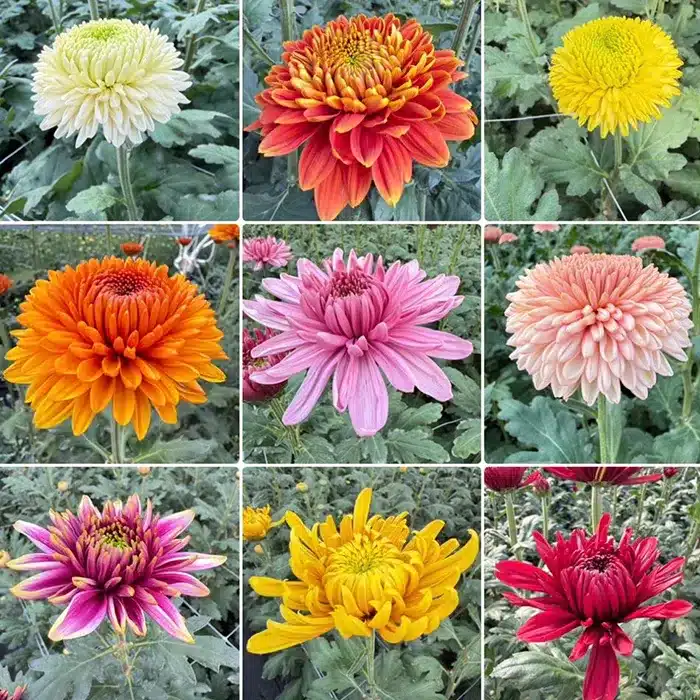 crisantemi-recisi-floricoltura-buriani