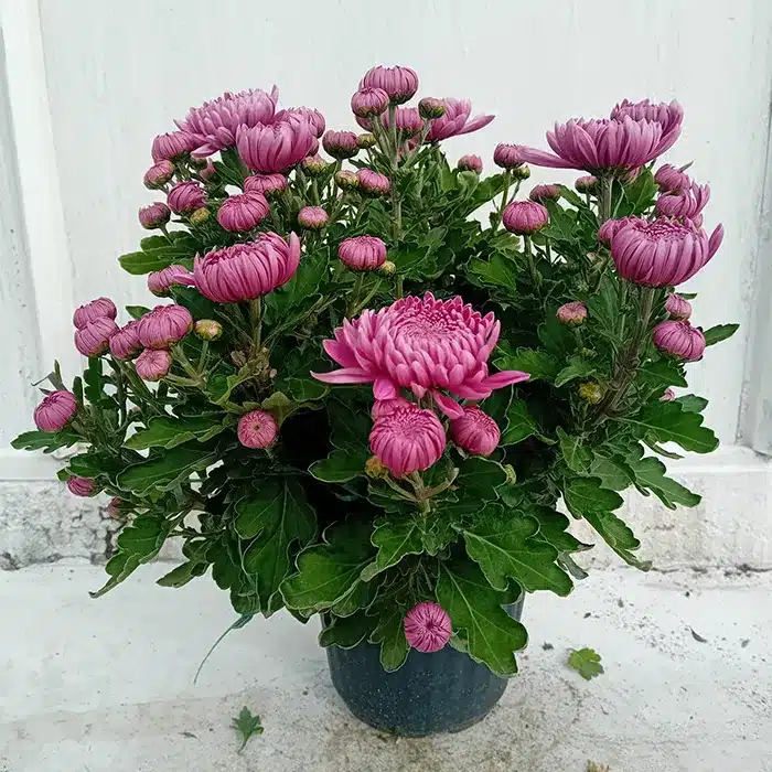 crisantemo-a-fiore-grosso