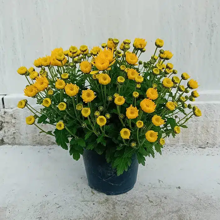 crisantemo-in-vaso-buriani