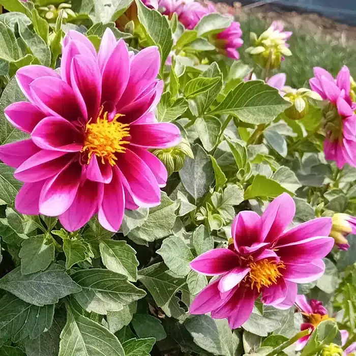 dalia-floricoltura-buriani