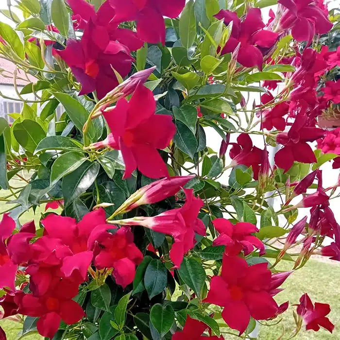 dipladenia-floricoltura-buriani