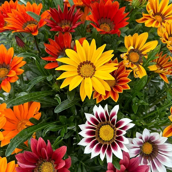 gazania-floricoltura-buriani