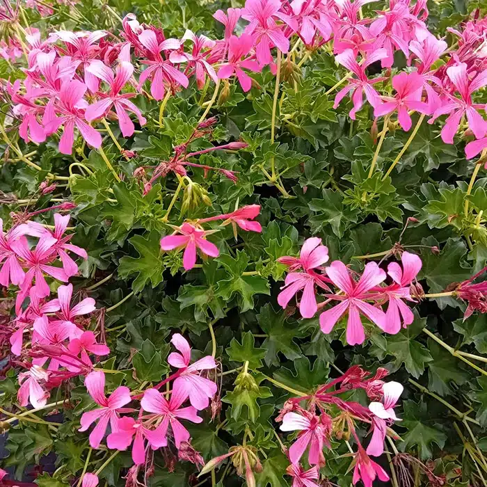 geraneo-parigino-floricoltura-buriani