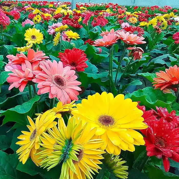 gerbera-floricoltura-buriani