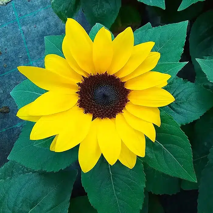 girasole-nano-floricoltura-buriani