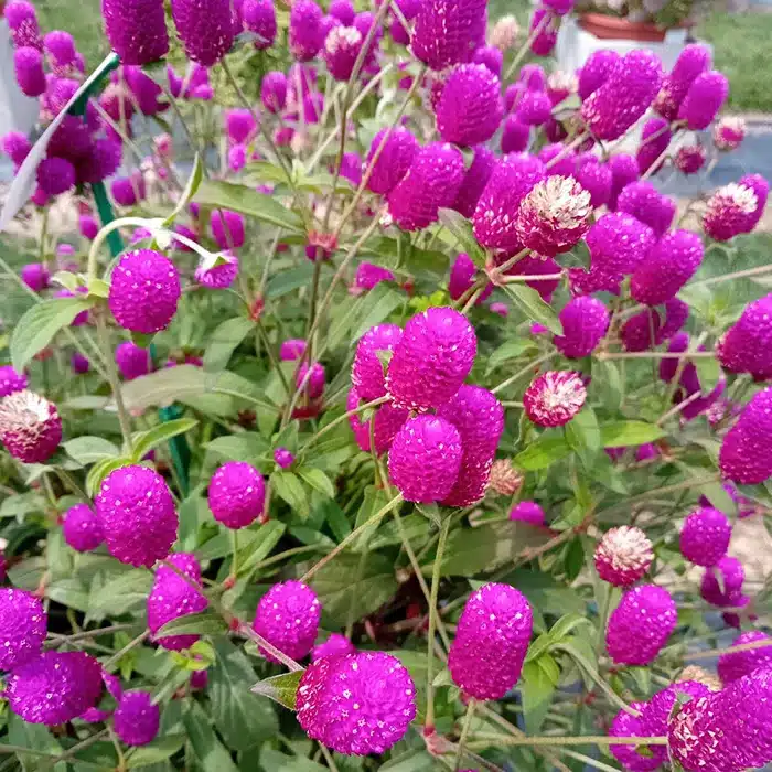 gomphrenia-floricoltura-buriani