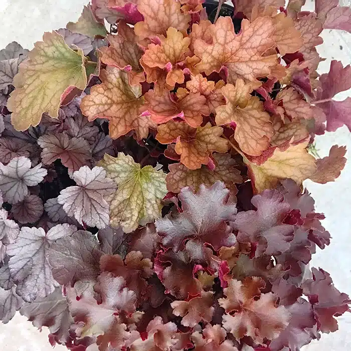 heuchera-buriani