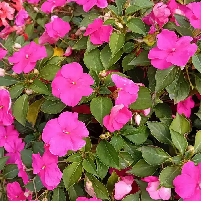 impatiens-floricoltura-buriani