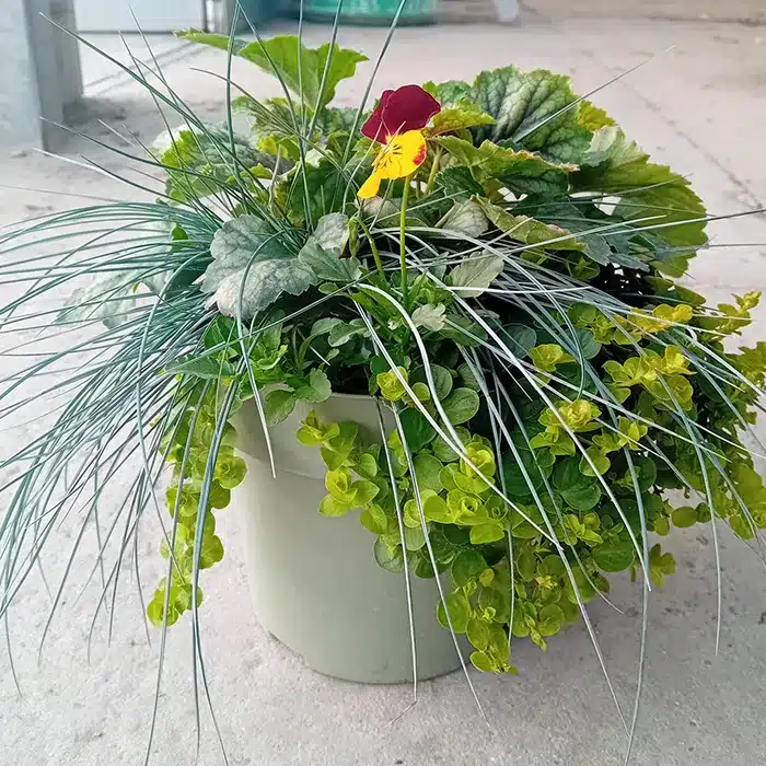 inverno-magico-buriani