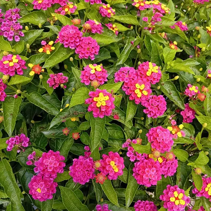 lantana-floricoltura-buriani