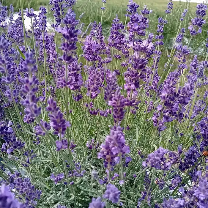 lavanda-floricoltura-buriani