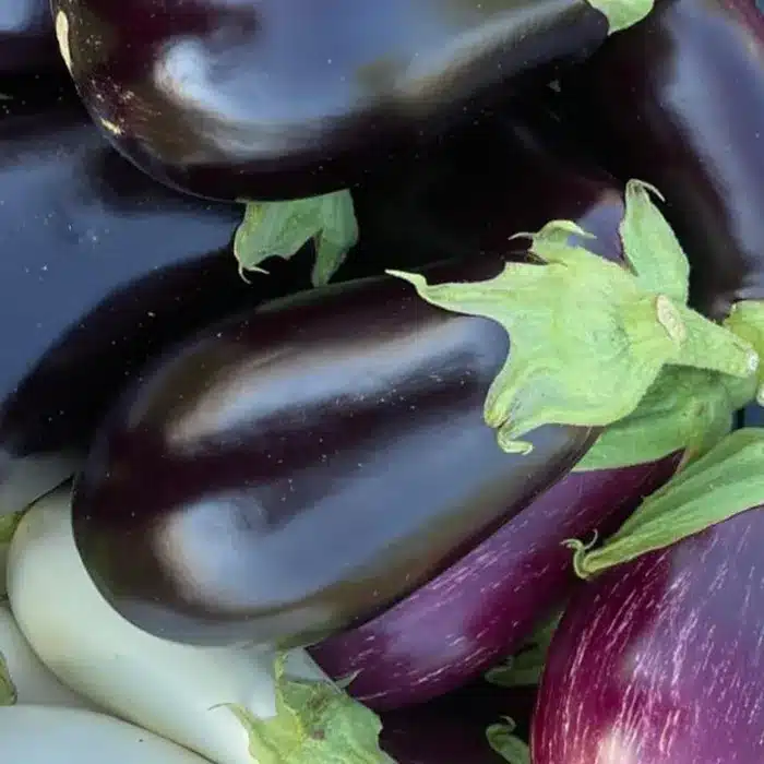 melanzane-floricoltura-buriani