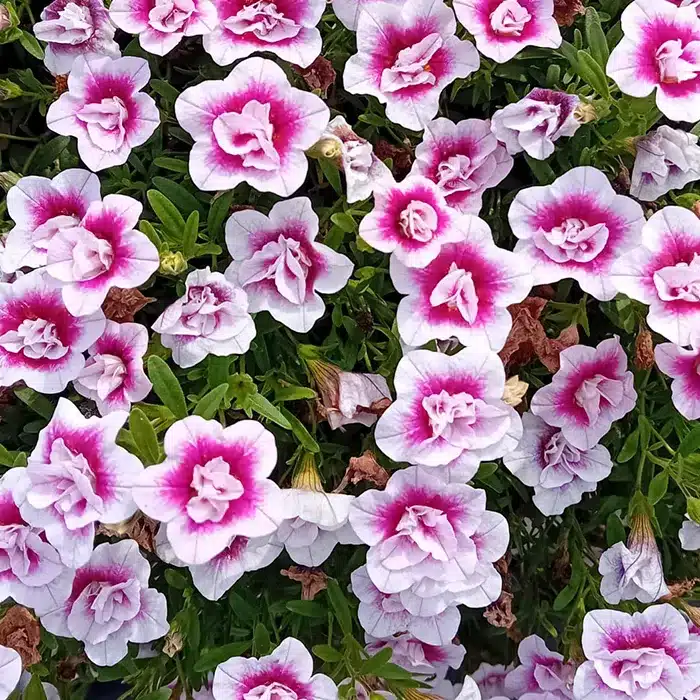 million-bells-calibrachoa-floricoltura-buriani