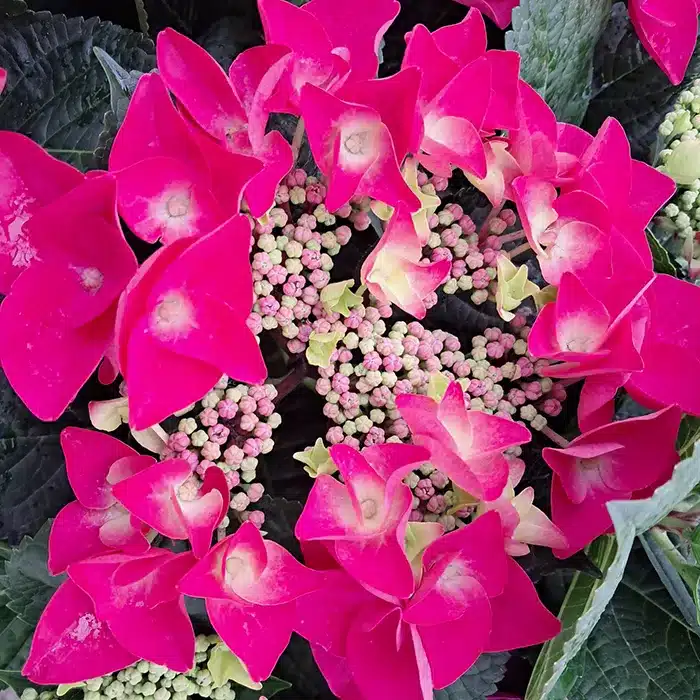 ortensie-floricoltura-buriani