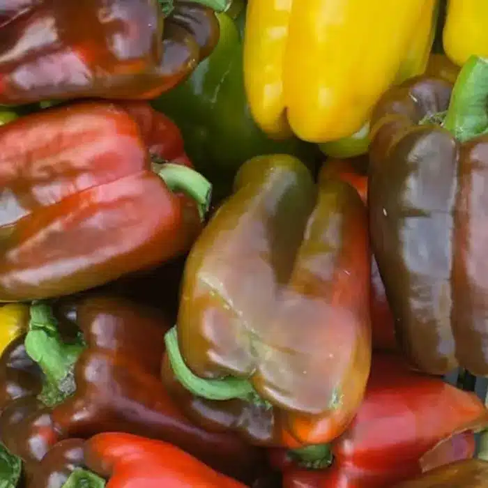 peperoni-floricoltura-buriani