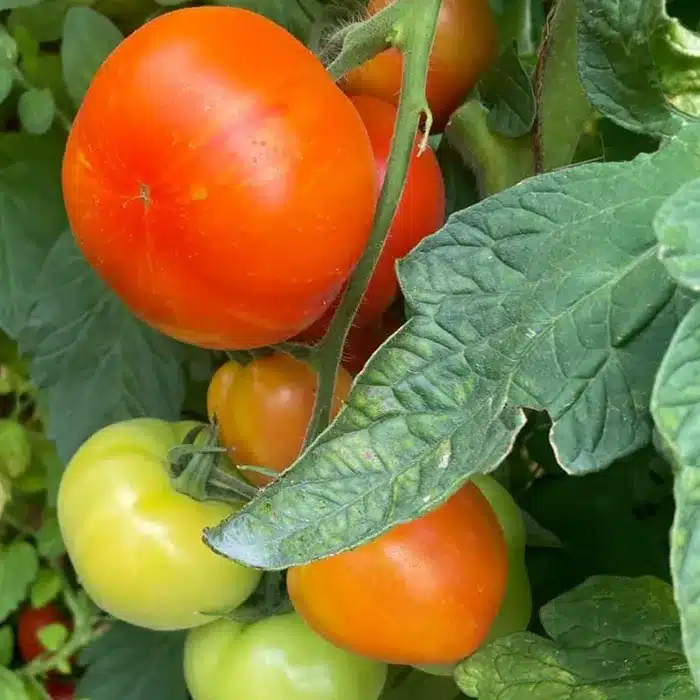 pomodori-floricoltura-buriani