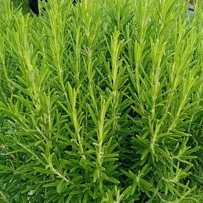 rosmarino-floricoltura-buriani