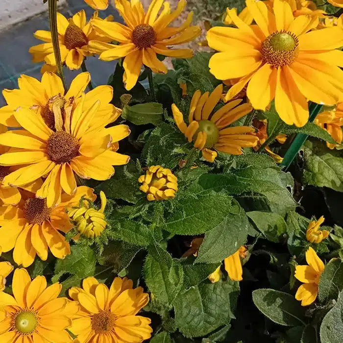 rudbeckia-floricoltura-buriani