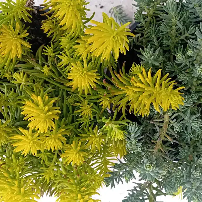 sedum-buriani