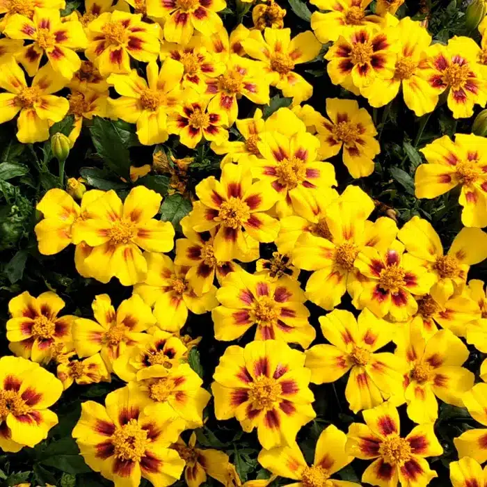 tagete-floricoltura-buriani