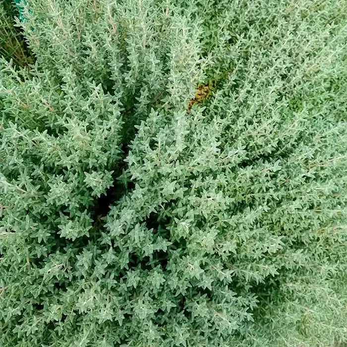 timo-floricoltura-buriani