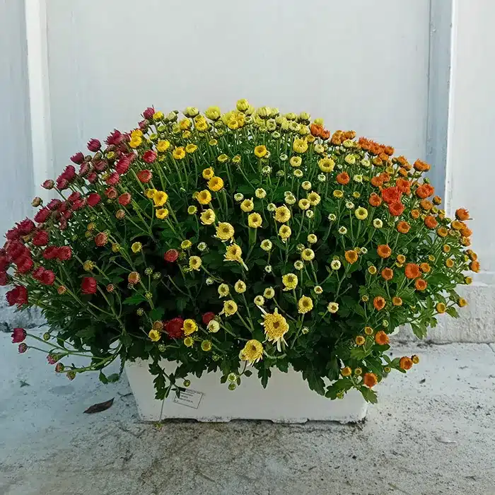 vaschetta-dm-40-buriani