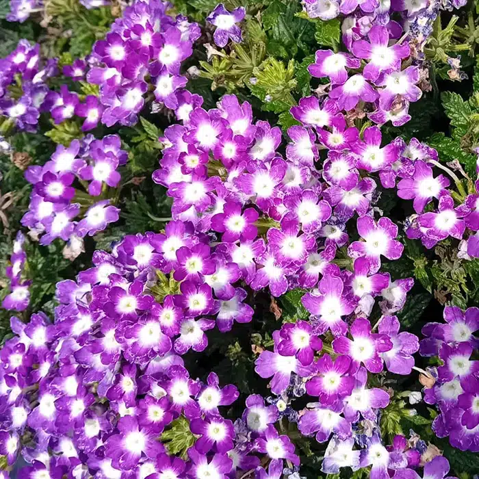 verbena-floricoltura-buriani