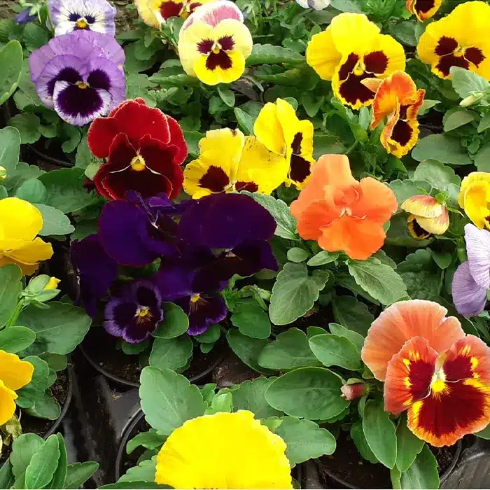 viole-floricoltura-buriani